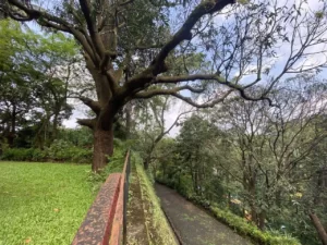 View of driveway from cottage terrace area